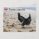 Search for black vulture postcards Bird
