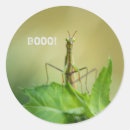 Search for mantis stickers Praying