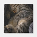 Search for tabby cat magnets Pet