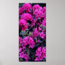 Search for rhododendron posters Nature