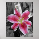 Search for stargazer lily posters White