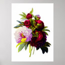 Search for pierre joseph redoute posters Flowers