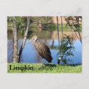 Search for learns postcards Bird