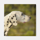 Search for four animals magnets Outdoors