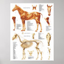 Search for horse skeleton posters Anatomy