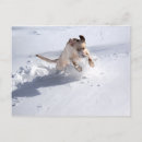 Search for yellow snow postcards Lab