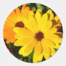 Search for bright yellow flower stickers Orange