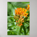 Search for milkweed butterfly posters Flower