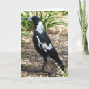 Search for magpie cards Australia