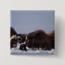 Search for small group of animals badges Snow