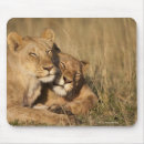 Search for lion mouse mats Africa