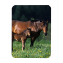 Search for thoroughbred magnets Bob langrish