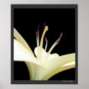 Search for easter lily posters White