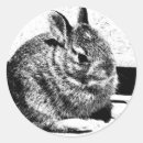 Search for rabbit drawing stickers Wildlife