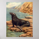 Search for marine mammals posters Sea lions