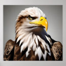 Search for eagle photography Eagle in flight
