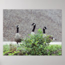 Search for canadian wildlife posters Photography