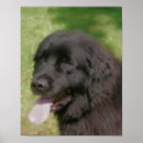 Search for newfoundland art Newfie