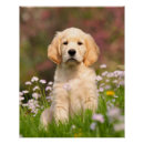 Search for cute dog posters Puppy
