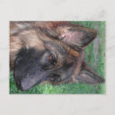 Search for gsd postcards Pets