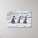 Search for penguin canvas prints Bird