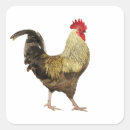 Search for cockerels stickers Bird