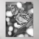 Search for black and white butterfly posters Animal