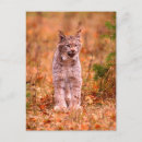 Search for bobcats postcards Forest