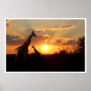 Search for giraffe couple posters Africa