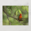 Search for flycatcher postcards Animal