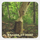 Search for beaver stickers Animals