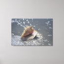 Search for seashell pictures canvas prints Boat