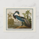 Search for audubon postcards Antique