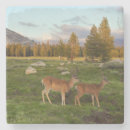 Search for meadow coasters Mountain