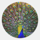 Search for fan gear stickers Green