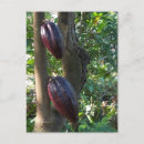 Search for cacao postcards Bean