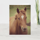 Search for gelding Angelandspot