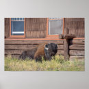 Search for bison posters Grass