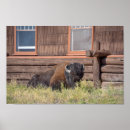 Search for bison posters Grass