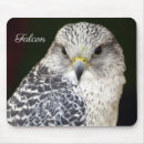 Search for falcons electronics Wildlife