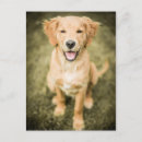 Search for golden retriever puppies postcards Animal