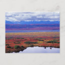 Search for tundra postcards Nature