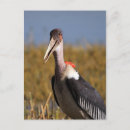 Search for ugliness postcards Wildlife