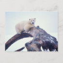 Search for arctic ocean postcards Polar bear