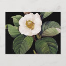 Search for 1833 postcards Blossom