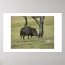 Search for boar art Trees
