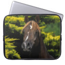 Search for arabian stallion electronics Equestrian
