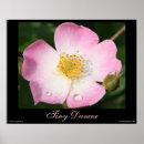 Search for tiny dancer posters Pink