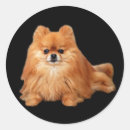Search for pomeranian stickers Puppy