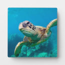 Search for turtle photo display Sea life
